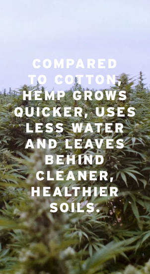 Image Description: The image background shows a blurred shot of hemp plants with a light blue sky above them. There is white text that reads: 'Compared to cotton, hemp grows quicker, uses less water and leaves behind cleaners, healthier soils.'
